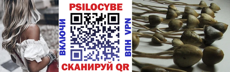 цена   Нерчинск  Псилоцибиновые грибы Cubensis 